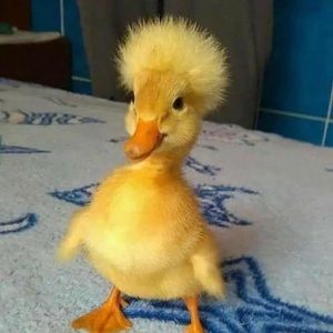 Meet your Posher, Aldo